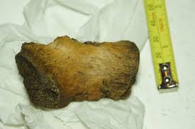 Bone sample found at Brantford residential school mass grave, November 2011