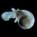 Pteropod