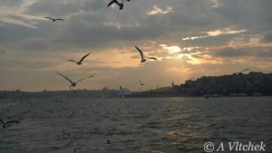 seaguls-over-Bosphorus-Turkey-768x432