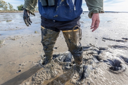 Slick and slippery to walk on, the mud at Roberts Bank lacks the visceral appeal that many other environmental battlefields have, such as old-growth forests. But debate is growing over the future of this vital area. Photo by Ron Watts