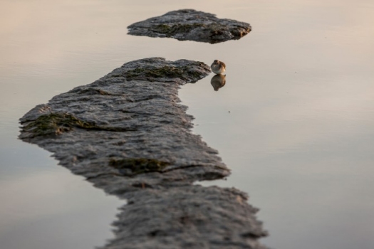 As the tide recedes from the vast mudflats of Roberts Bank, millions of northbound shorebirds find nourishment each spring for the next leg of their journey to the Arctic. Each flight between stops can be more than 1,000 kilometers. Photo by Ron Watts