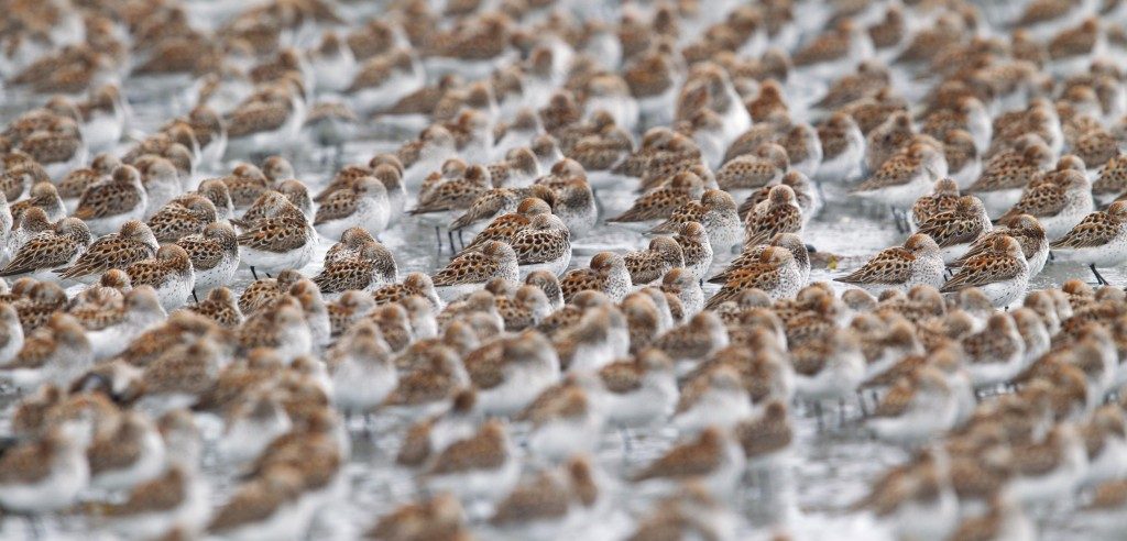 Western sandpipers flock by the thousands during migration, one of the natural world’s great spectacles. Photo by Donald M. Jones/Minden Pictures