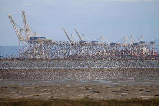 In late April, flocks of several hundred thousand migrating western sandpipers a day refuel on the mudflats at British Columbia’s Roberts Bank. The future of the birds may be threatened by the Vancouver Fraser Port Authority’s Terminal 2 project, a proposed expansion of the shipping terminal just offshore. Photo by Matthias Breiter/Minden Pictures